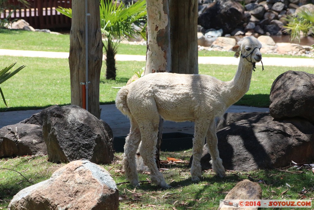 Canberra Zoo - Lama
Mots-clés: AUS Australian Capital Territory Australie Curtin geo:lat=-35.30105559 geo:lon=149.06939594 geotagged animals Lama