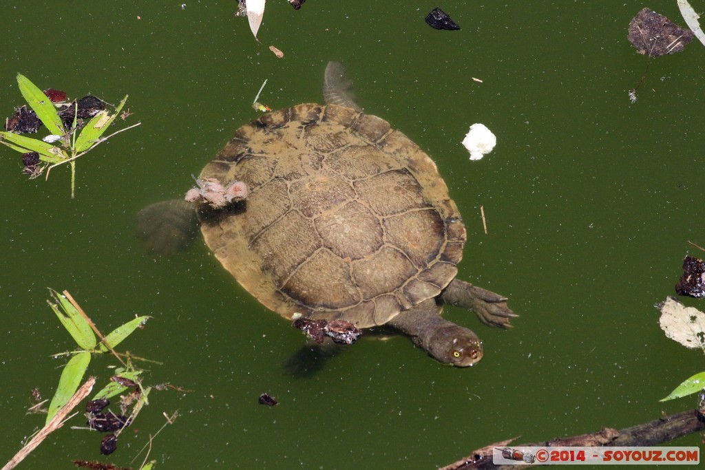 Canberra Zoo - Turtle
Mots-clés: AUS Australian Capital Territory Australie Curtin geo:lat=-35.30122800 geo:lon=149.06943300 geotagged animals Tortue