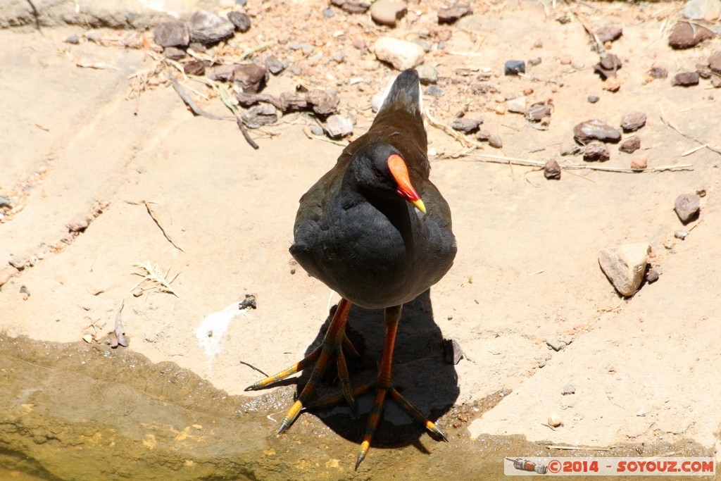 Canberra Zoo - Common Moorhen
Mots-clés: AUS Australian Capital Territory Australie Curtin geo:lat=-35.30126311 geo:lon=149.06942867 geotagged animals oiseau Common Moorhen Poule d'eau