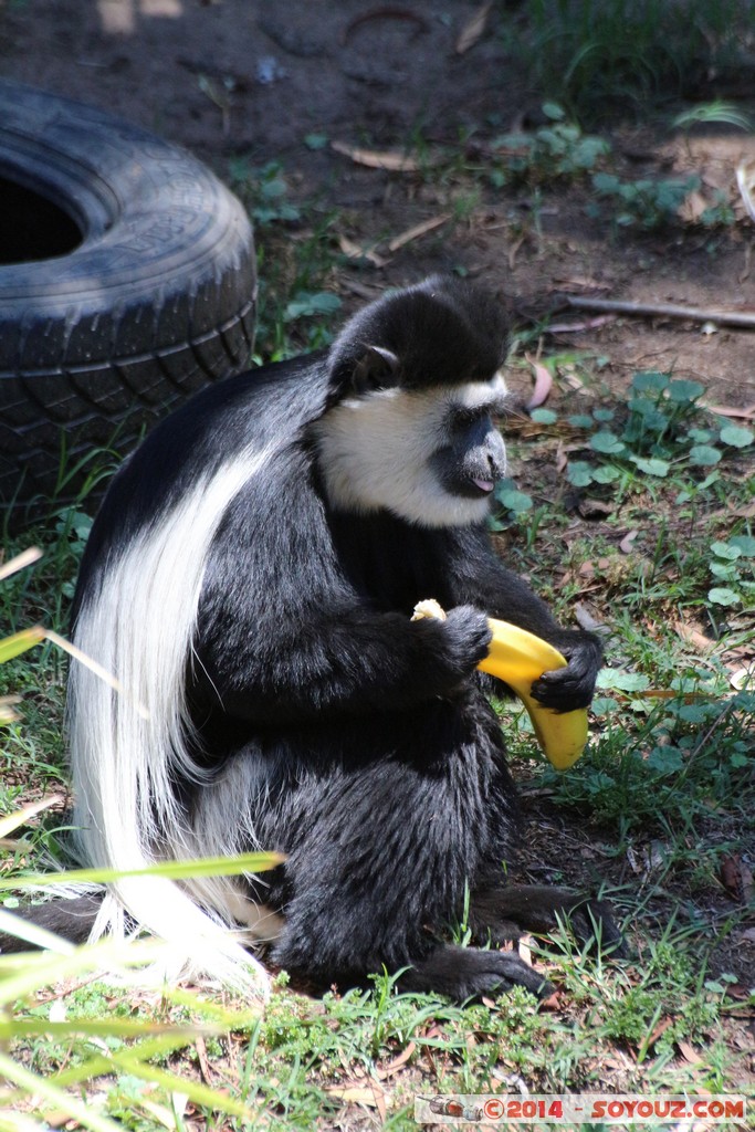 Canberra Zoo - Colobus
Mots-clés: AUS Australian Capital Territory Australie Curtin geo:lat=-35.30128567 geo:lon=149.06972833 geotagged animals singes Colobus