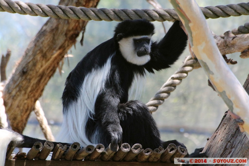 Canberra Zoo - Colobus
Mots-clés: AUS Australian Capital Territory Australie Curtin geo:lat=-35.30124745 geo:lon=149.06966500 geotagged animals singes Colobus