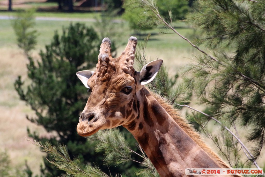 Canberra Zoo - Giraffe
Mots-clés: AUS Australian Capital Territory Australie Curtin geo:lat=-35.30147969 geo:lon=149.06964643 geotagged animals Giraffe