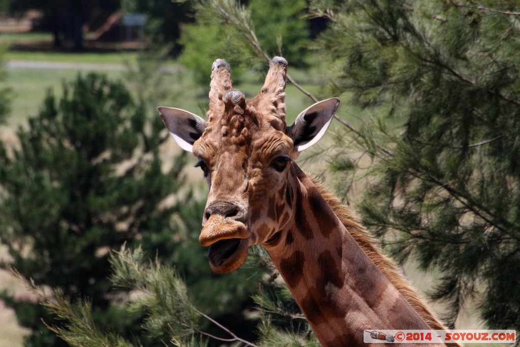 Canberra Zoo - Giraffe
Mots-clés: AUS Australian Capital Territory Australie Curtin geo:lat=-35.30148145 geo:lon=149.06964614 geotagged animals Giraffe