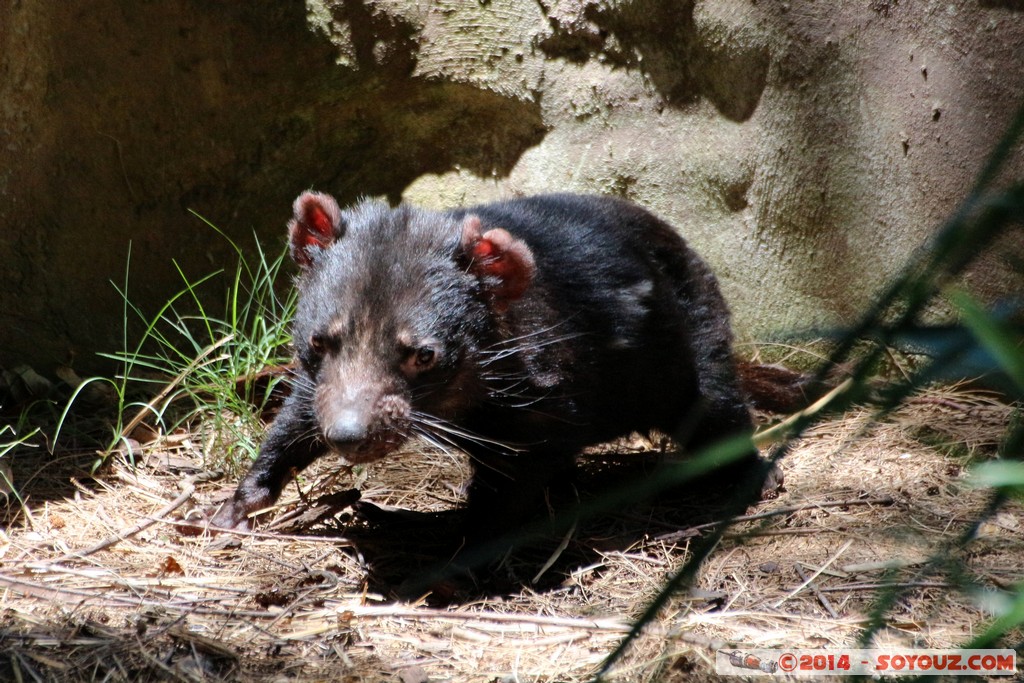 Canberra Zoo - Tasmanian Devil
Mots-clés: AUS Australian Capital Territory Australie Curtin geo:lat=-35.30097215 geo:lon=149.06875638 geotagged animals Diable de Tasmanie Tasmanian Devil animals Australia