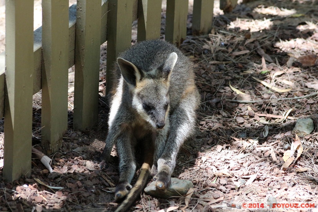 Canberra Zoo - Wallaby
Mots-clés: AUS Australian Capital Territory Australie Curtin geo:lat=-35.30089600 geo:lon=149.06863700 geotagged animals Wallaby animals Australia