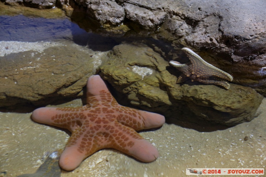 Canberra Zoo - Aquarium - Starfish
Mots-clés: AUS Australian Capital Territory Australie Curtin geo:lat=-35.29904871 geo:lon=149.06997243 geotagged animals Etoile de mer