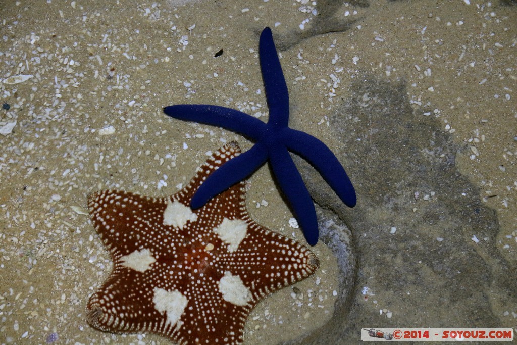 Canberra Zoo - Aquarium - Starfish
Mots-clés: AUS Australian Capital Territory Australie Curtin geo:lat=-35.29920700 geo:lon=149.07040500 geotagged animals Etoile de mer