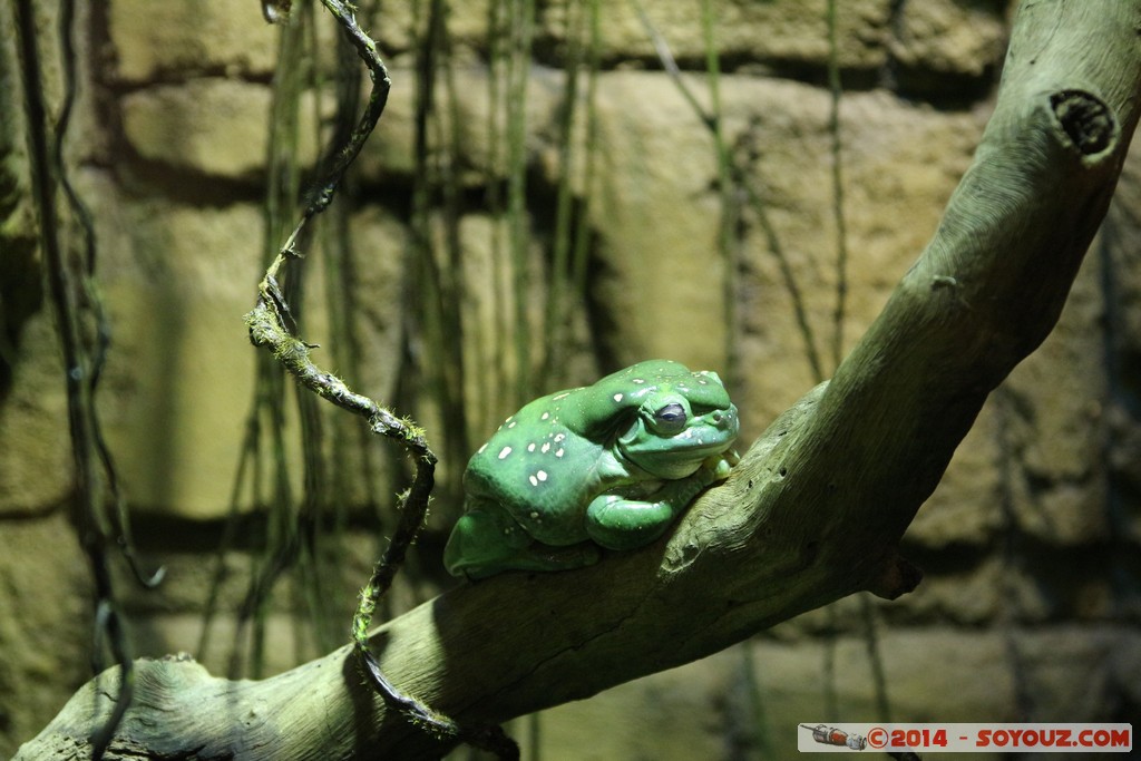 Canberra Zoo - Frog
Mots-clés: AUS Australian Capital Territory Australie Curtin geo:lat=-35.29945936 geo:lon=149.07003198 geotagged animals grenouille