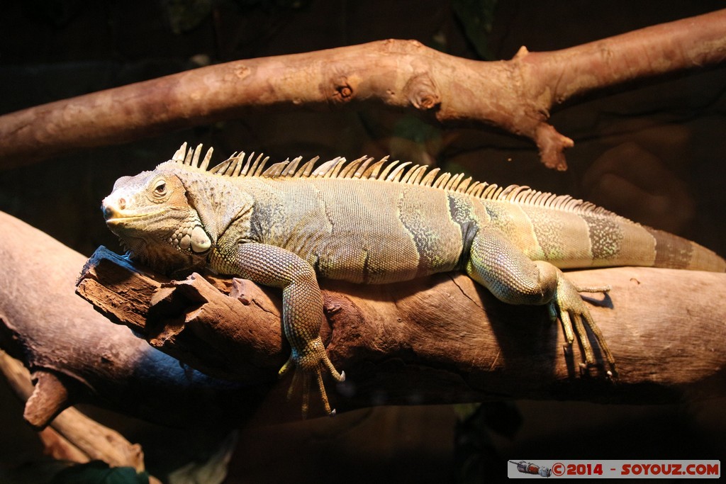 Canberra Zoo - Iguana
Mots-clés: AUS Australian Capital Territory Australie Curtin geo:lat=-35.29945128 geo:lon=149.07002197 geotagged animals Iguane