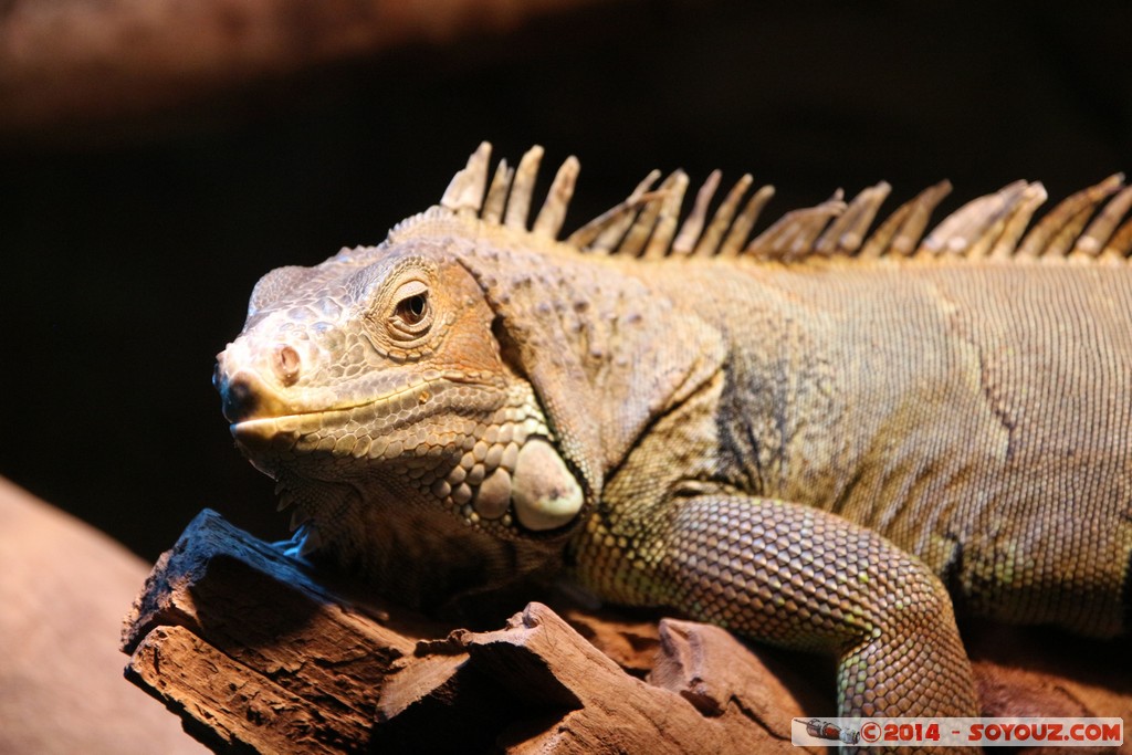 Canberra Zoo - Iguana
Mots-clés: AUS Australian Capital Territory Australie Curtin geo:lat=-35.29945001 geo:lon=149.07002039 geotagged animals Iguane