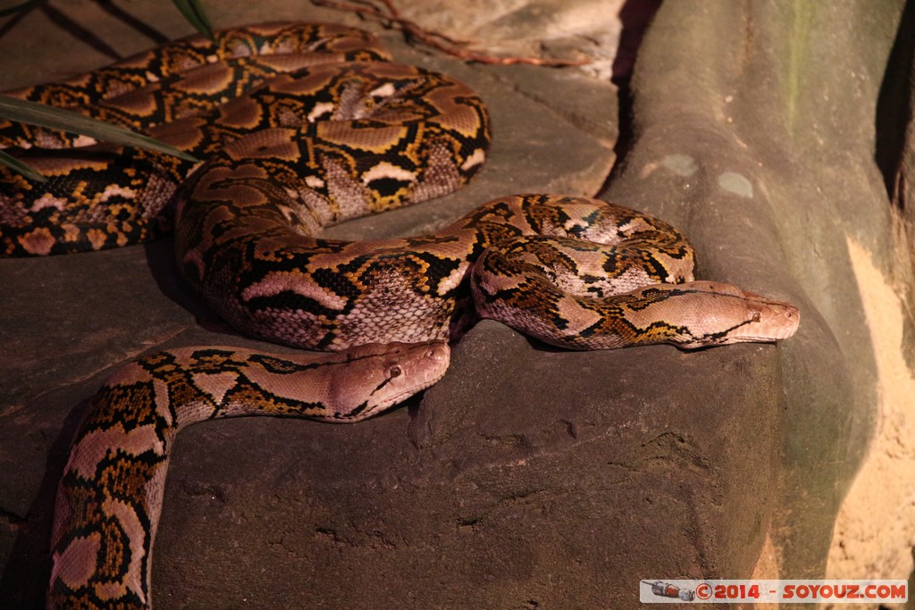Canberra Zoo - Snake
Mots-clés: AUS Australian Capital Territory Australie Curtin geo:lat=-35.29941855 geo:lon=149.06998139 geotagged animals serpent