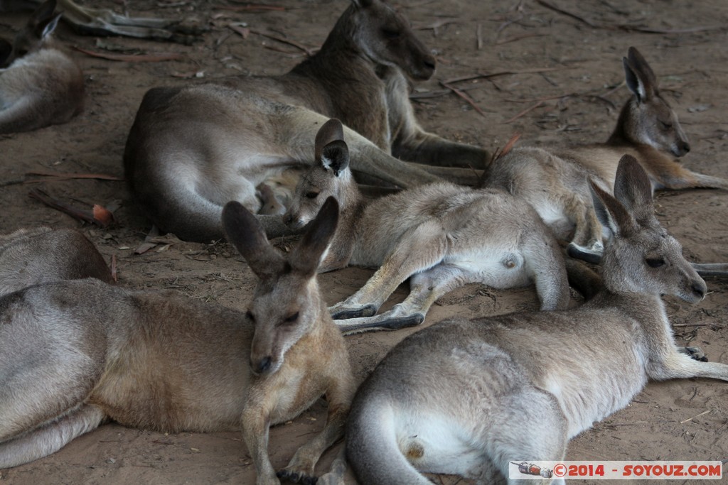 Brisbane - Wallaby
Mots-clés: AUS Australie Fig Tree Pocket geo:lat=-27.53522897 geo:lon=152.96810746 geotagged Queensland brisbane Lone Pine Sanctuary animals Australia Wallaby animals