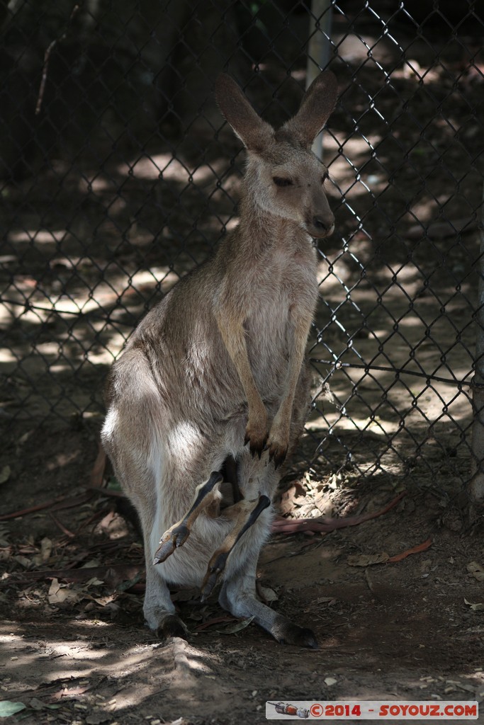 Brisbane - Wallaby
Mots-clés: AUS Australie Fig Tree Pocket geo:lat=-27.53522897 geo:lon=152.96810746 geotagged Queensland brisbane Lone Pine Sanctuary animals Australia Wallaby animals