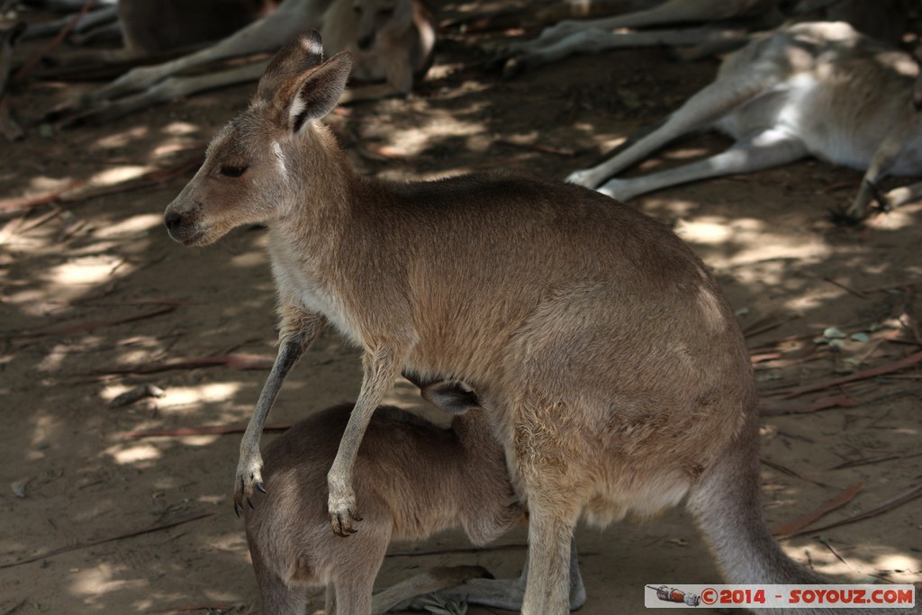 Brisbane - Wallaby
Mots-clés: AUS Australie Fig Tree Pocket geo:lat=-27.53522897 geo:lon=152.96810746 geotagged Queensland brisbane Lone Pine Sanctuary animals Australia Wallaby animals