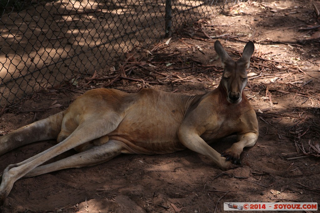 Brisbane - Kangaroo
Mots-clés: AUS Australie Fig Tree Pocket geo:lat=-27.53522897 geo:lon=152.96810746 geotagged Queensland brisbane Lone Pine Sanctuary animals Australia Kangaroo kangourou animals