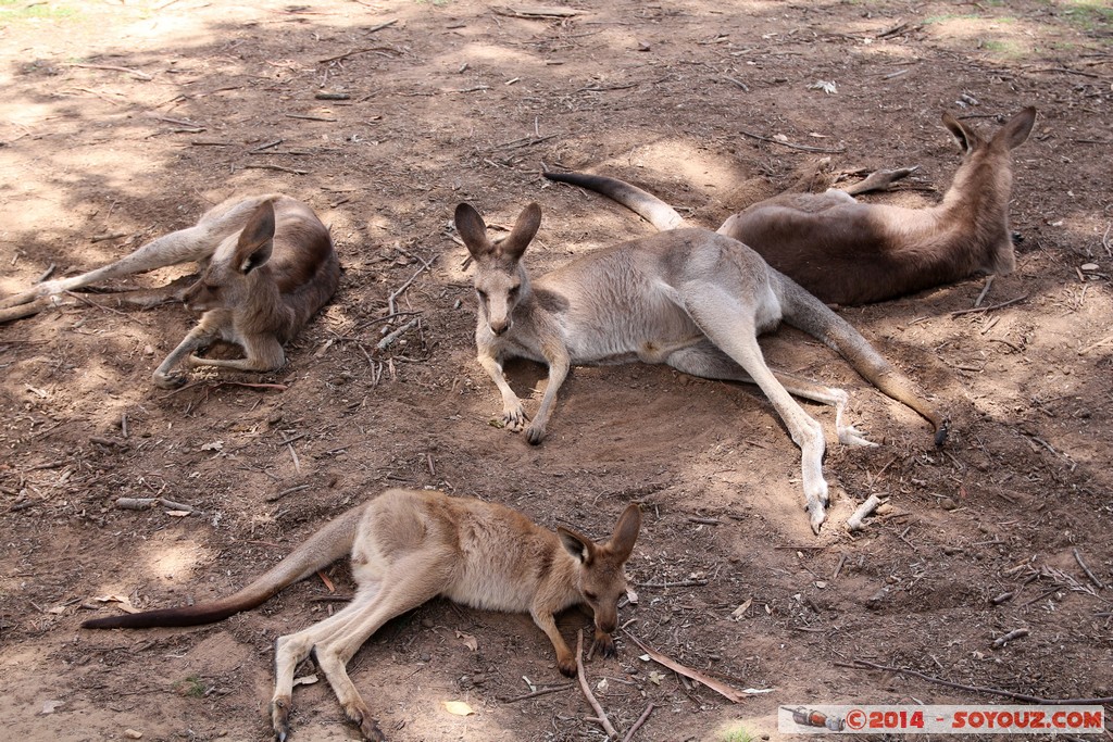 Brisbane - Kangaroo
Mots-clés: AUS Australie Fig Tree Pocket geo:lat=-27.53522897 geo:lon=152.96810746 geotagged Queensland brisbane Lone Pine Sanctuary animals Australia Kangaroo kangourou animals