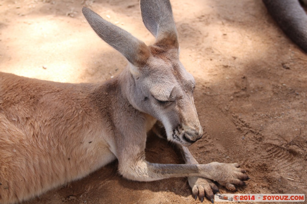 Brisbane - Kangaroo
Mots-clés: AUS Australie Fig Tree Pocket geo:lat=-27.53522897 geo:lon=152.96810746 geotagged Queensland brisbane Lone Pine Sanctuary animals Australia Kangaroo kangourou animals