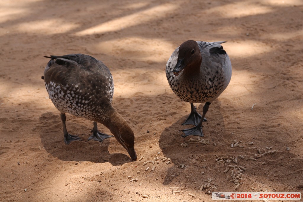 Brisbane - Duck
Mots-clés: AUS Australie Fig Tree Pocket geo:lat=-27.53522897 geo:lon=152.96810746 geotagged Queensland brisbane Lone Pine Sanctuary canard oiseau animals