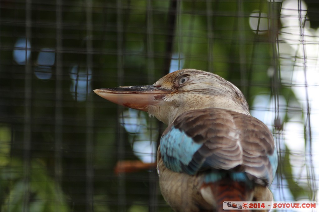 Brisbane - Kookaburra
Mots-clés: AUS Australie Fig Tree Pocket geo:lat=-27.53442270 geo:lon=152.96850979 geotagged Queensland brisbane Lone Pine Sanctuary animals Australia animals oiseau Kookaburra