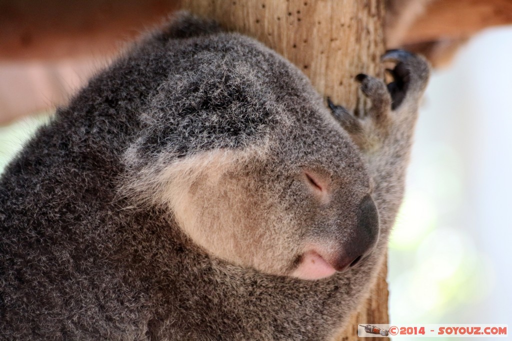 Brisbane - Koala
Mots-clés: AUS Australie Fig Tree Pocket geo:lat=-27.53442270 geo:lon=152.96850979 geotagged Queensland brisbane Lone Pine Sanctuary animals Australia koala animals