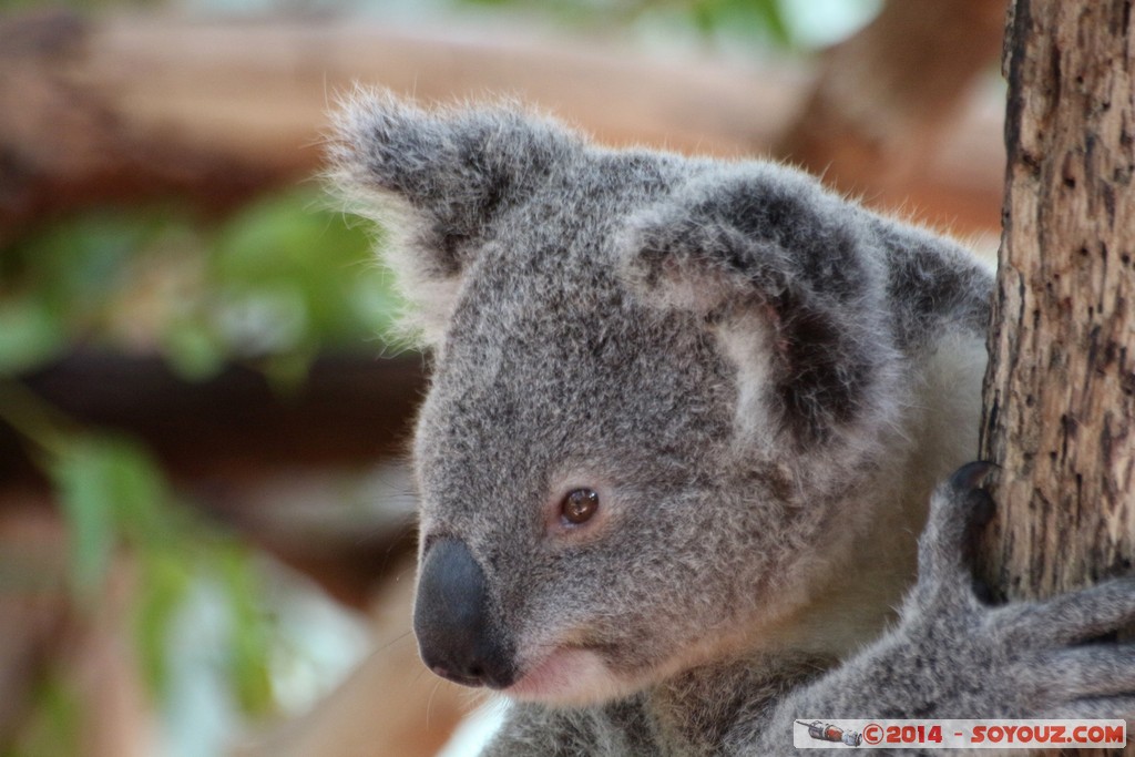 Brisbane - Koala
Mots-clés: AUS Australie Fig Tree Pocket geo:lat=-27.53442270 geo:lon=152.96850979 geotagged Queensland brisbane Lone Pine Sanctuary animals Australia koala animals