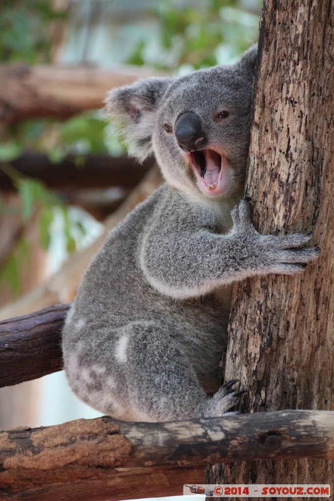 Brisbane - Koala
Mots-clés: AUS Australie Fig Tree Pocket geo:lat=-27.53442270 geo:lon=152.96850979 geotagged Queensland brisbane Lone Pine Sanctuary animals Australia koala animals