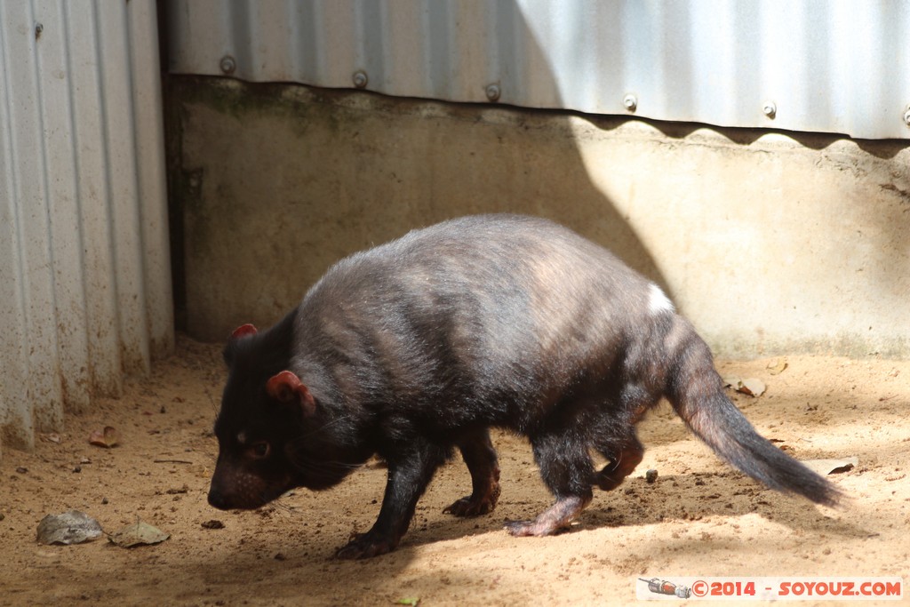 Brisbane - Tasmanian Devil
Mots-clés: AUS Australie Fig Tree Pocket geo:lat=-27.53392323 geo:lon=152.96838775 geotagged Queensland brisbane Lone Pine Sanctuary animals Australia animals Tasmanian Devil Diable de Tasmanie