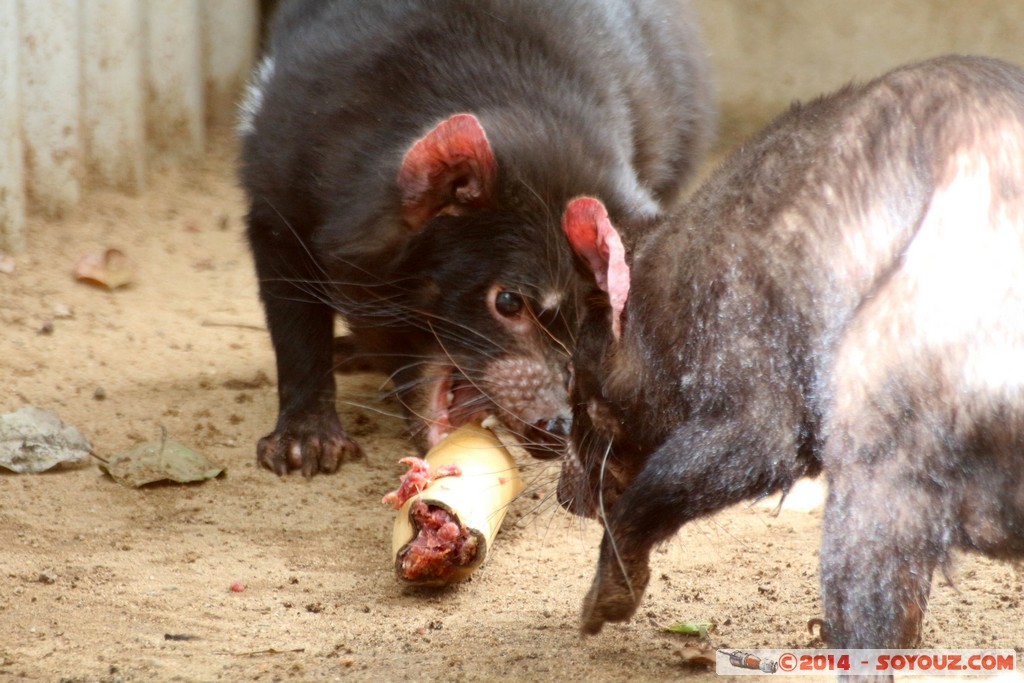 Brisbane - Tasmanian Devil
Mots-clés: AUS Australie Fig Tree Pocket geo:lat=-27.53392323 geo:lon=152.96838775 geotagged Queensland brisbane Lone Pine Sanctuary animals Australia animals Tasmanian Devil Diable de Tasmanie