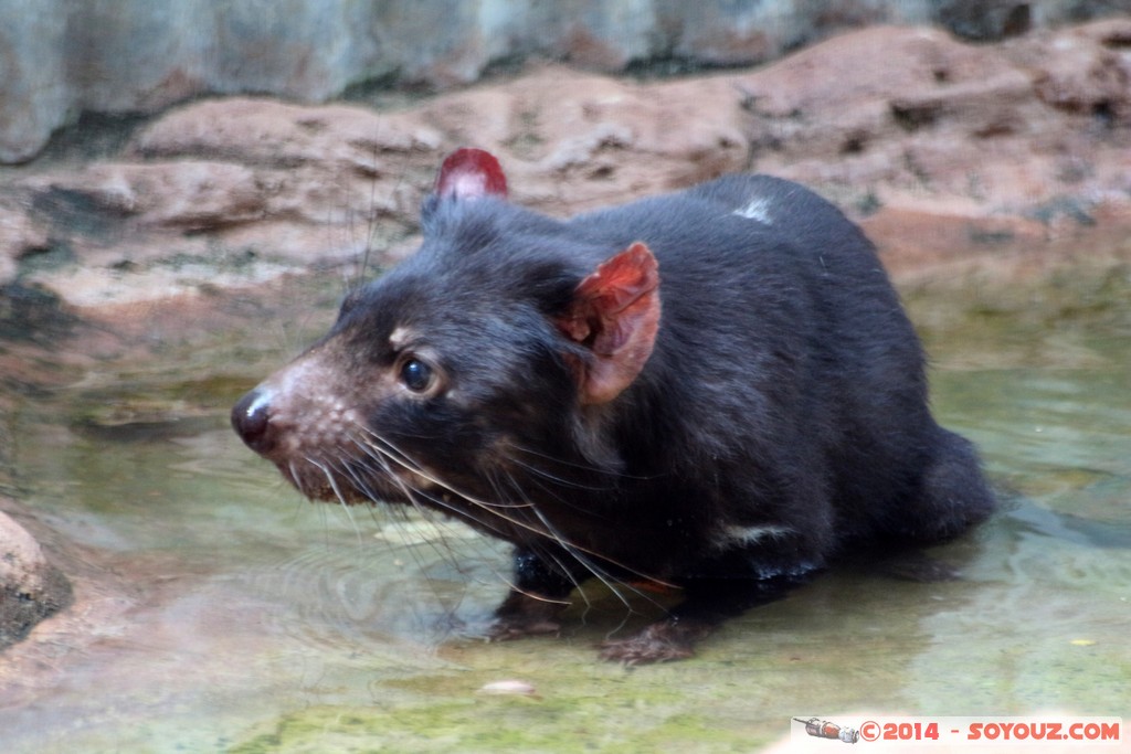 Brisbane - Tasmanian Devil
Mots-clés: AUS Australie Fig Tree Pocket geo:lat=-27.53392323 geo:lon=152.96838775 geotagged Queensland brisbane Lone Pine Sanctuary animals Australia animals Tasmanian Devil Diable de Tasmanie