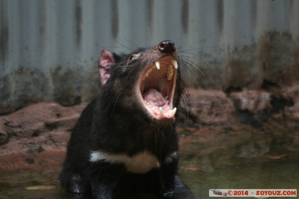 Brisbane - Tasmanian Devil
Mots-clés: AUS Australie Fig Tree Pocket geo:lat=-27.53392323 geo:lon=152.96838775 geotagged Queensland brisbane Lone Pine Sanctuary animals Australia animals Tasmanian Devil Diable de Tasmanie