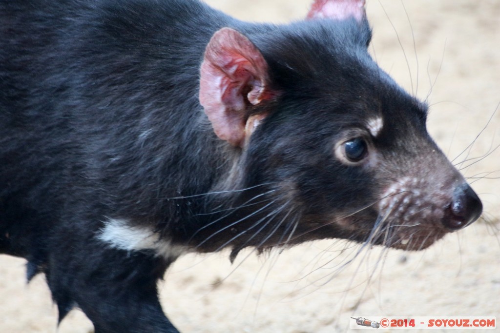 Brisbane - Tasmanian Devil
Mots-clés: AUS Australie Fig Tree Pocket geo:lat=-27.53392323 geo:lon=152.96838775 geotagged Queensland brisbane Lone Pine Sanctuary animals Australia animals Tasmanian Devil Diable de Tasmanie