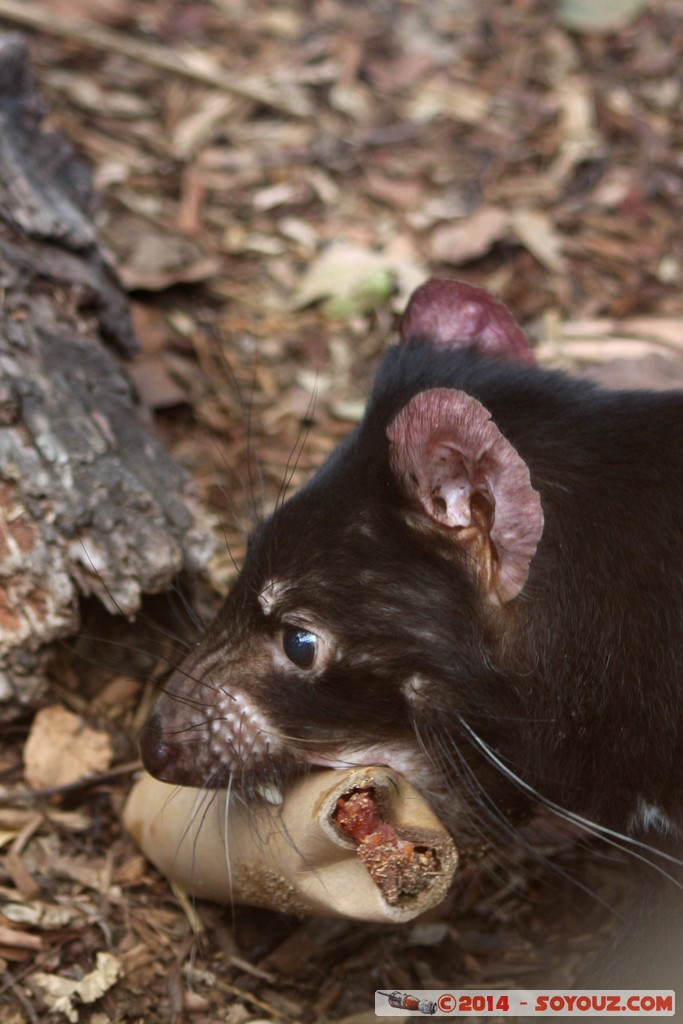 Brisbane - Tasmanian Devil
Mots-clés: AUS Australie Fig Tree Pocket geo:lat=-27.53392323 geo:lon=152.96838775 geotagged Queensland brisbane Lone Pine Sanctuary animals Australia animals Tasmanian Devil Diable de Tasmanie