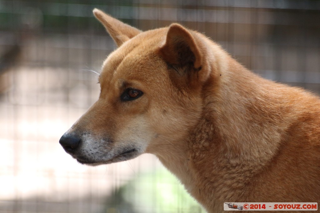 Brisbane - Dingo
Mots-clés: AUS Australie Fig Tree Pocket geo:lat=-27.53392323 geo:lon=152.96838775 geotagged Queensland brisbane Lone Pine Sanctuary animals Australia animals Dingo