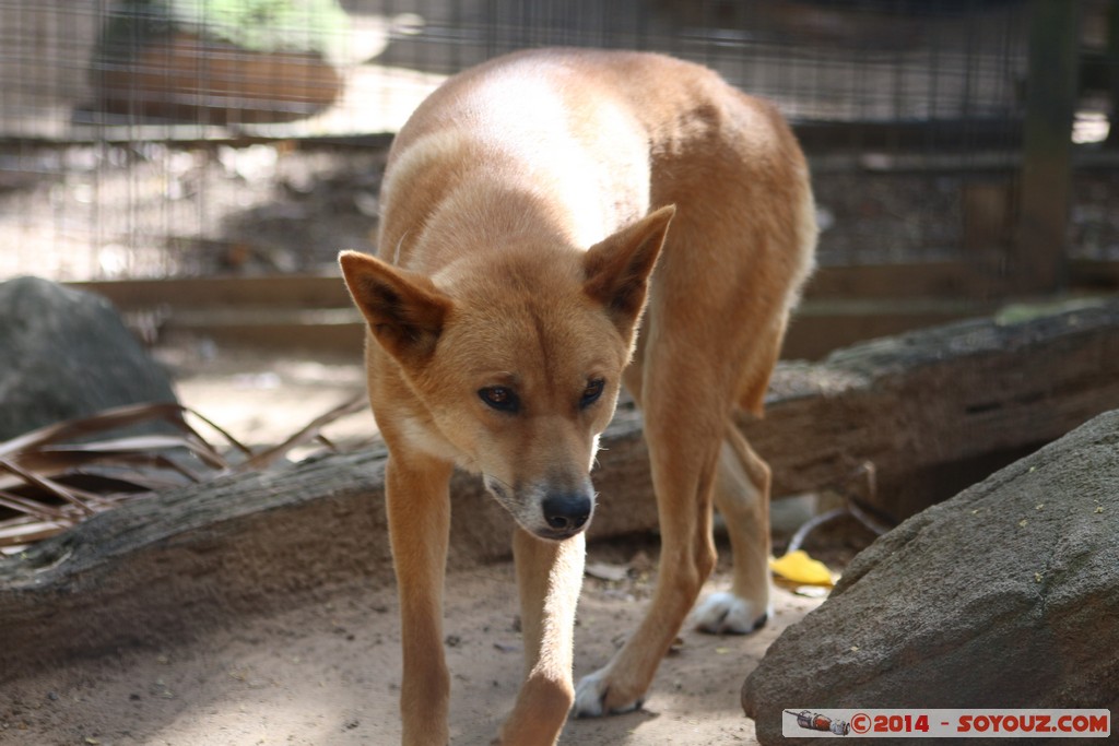 Brisbane - Dingo
Mots-clés: AUS Australie Fig Tree Pocket geo:lat=-27.53392323 geo:lon=152.96838775 geotagged Queensland brisbane Lone Pine Sanctuary animals Australia animals Dingo