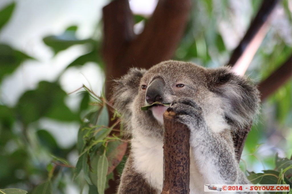 Brisbane - Koala
Mots-clés: AUS Australie Fig Tree Pocket geo:lat=-27.53410161 geo:lon=152.96829253 geotagged Queensland brisbane Lone Pine Sanctuary animals Australia koala animals