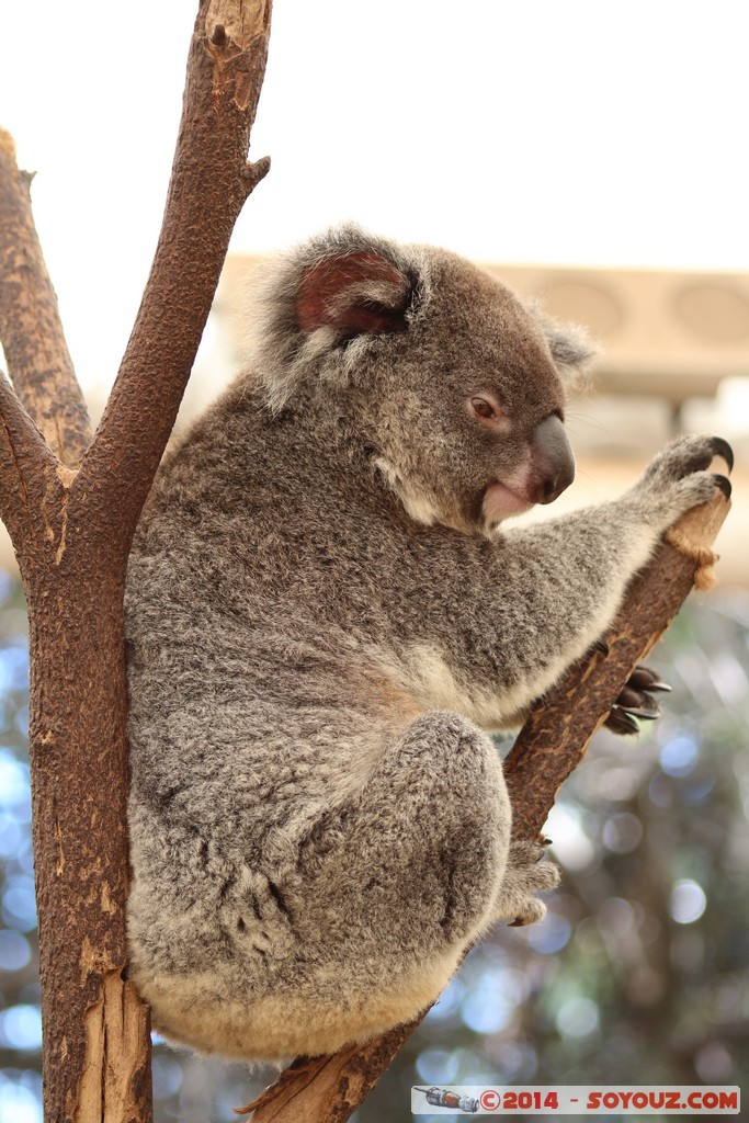 Brisbane - Koala
Mots-clés: AUS Australie Fig Tree Pocket geo:lat=-27.53410161 geo:lon=152.96829253 geotagged Queensland brisbane Lone Pine Sanctuary animals Australia koala animals