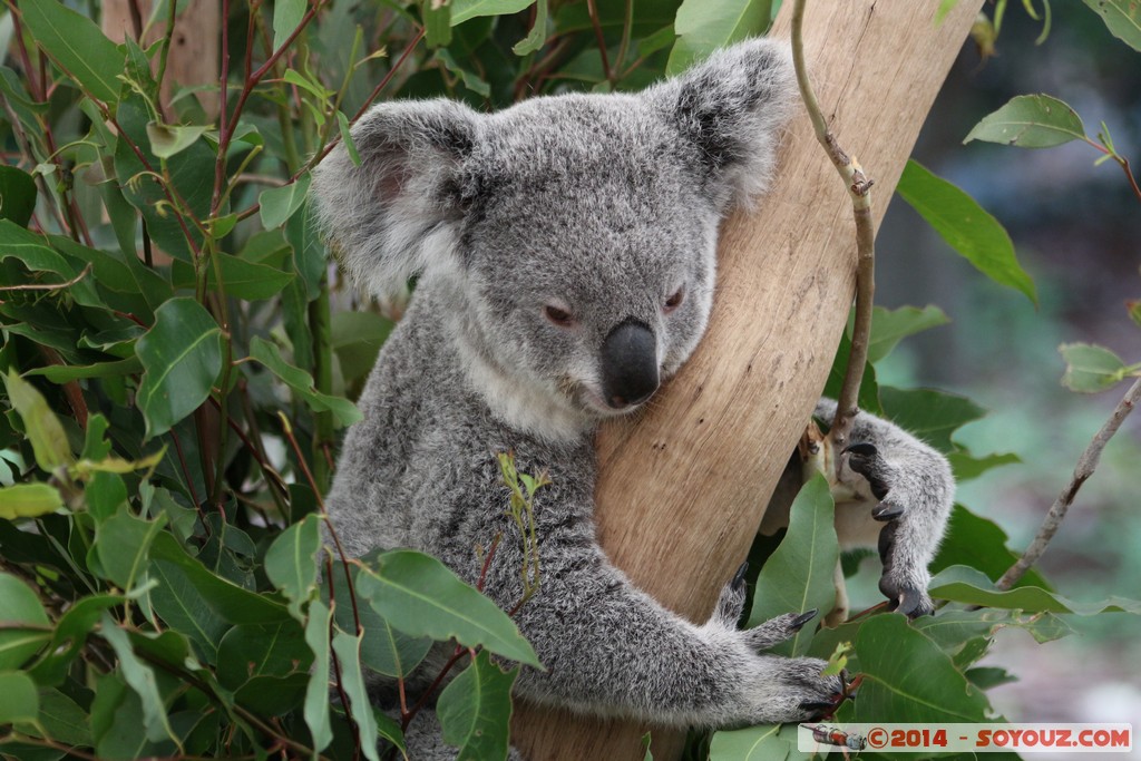 Brisbane - Koala
Mots-clés: AUS Australie Fig Tree Pocket geo:lat=-27.53407307 geo:lon=152.96779364 geotagged Queensland brisbane Lone Pine Sanctuary animals Australia koala animals