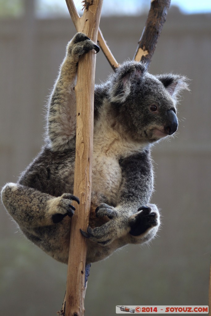 Brisbane - Koala
Mots-clés: AUS Australie Fig Tree Pocket geo:lat=-27.53407307 geo:lon=152.96779364 geotagged Queensland brisbane Lone Pine Sanctuary animals Australia koala animals