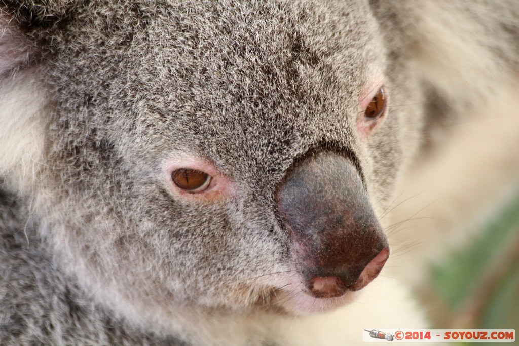 Brisbane - Koala
Mots-clés: AUS Australie Fig Tree Pocket geo:lat=-27.53407307 geo:lon=152.96779364 geotagged Queensland brisbane Lone Pine Sanctuary animals Australia koala animals