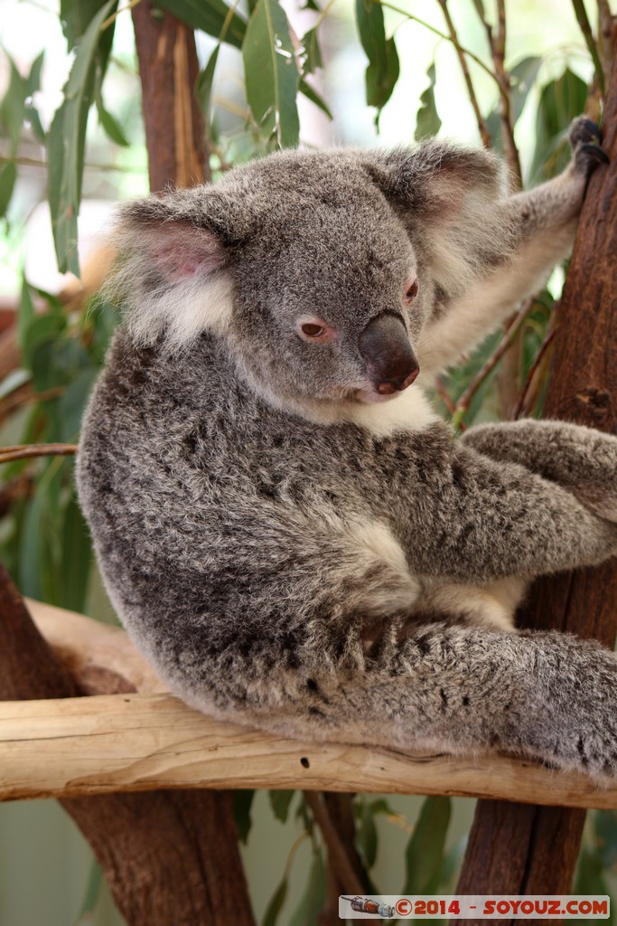 Brisbane - Koala
Mots-clés: AUS Australie Fig Tree Pocket geo:lat=-27.53407307 geo:lon=152.96779364 geotagged Queensland brisbane Lone Pine Sanctuary animals Australia koala animals