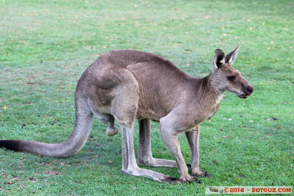 Brisbane - Wallaby
Mots-clés: AUS Australie Fig Tree Pocket geo:lat=-27.53484605 geo:lon=152.96760589 geotagged Queensland brisbane Lone Pine Sanctuary animals Australia animals Wallaby