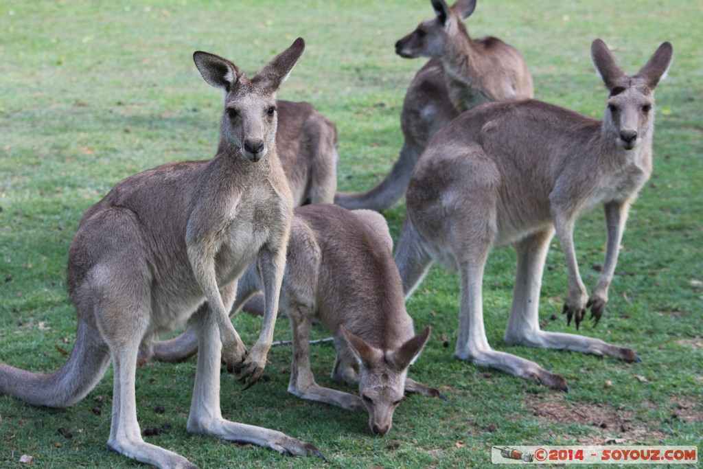 Brisbane - Wallaby
Mots-clés: AUS Australie Fig Tree Pocket geo:lat=-27.53484605 geo:lon=152.96760589 geotagged Queensland brisbane Lone Pine Sanctuary animals Australia animals Wallaby