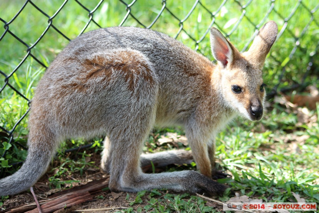 Brisbane - Wallaby
Mots-clés: AUS Australie Fig Tree Pocket geo:lat=-27.53484605 geo:lon=152.96760589 geotagged Queensland brisbane Lone Pine Sanctuary animals Australia animals Wallaby