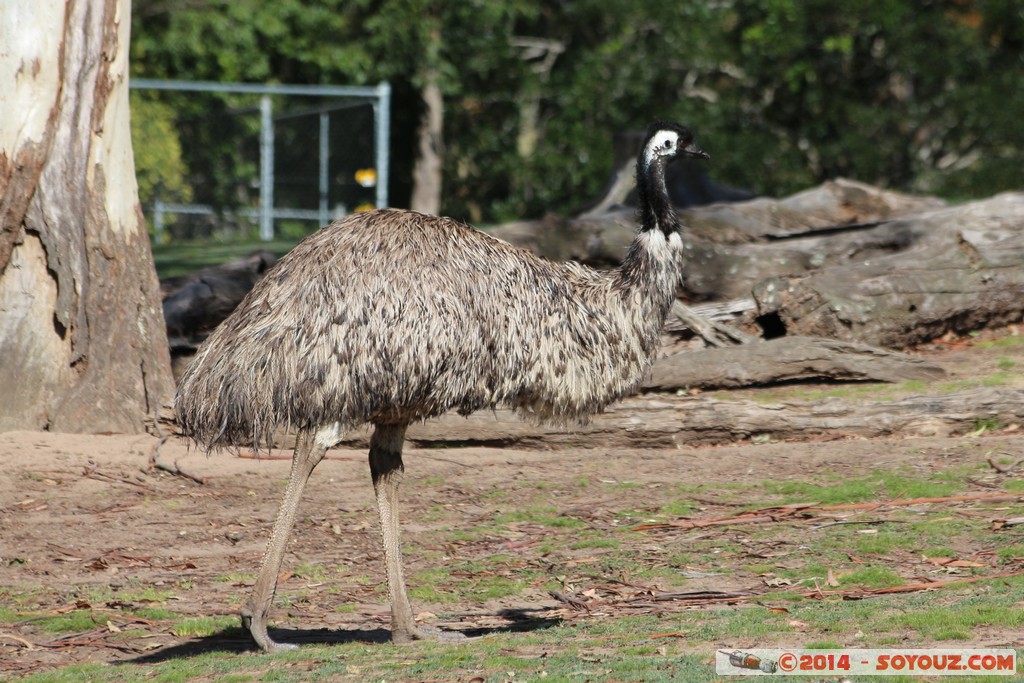 Brisbane - Emu
Mots-clés: AUS Australie Fig Tree Pocket geo:lat=-27.53458086 geo:lon=152.96783656 geotagged Queensland brisbane Lone Pine Sanctuary animals Australia animals Emu
