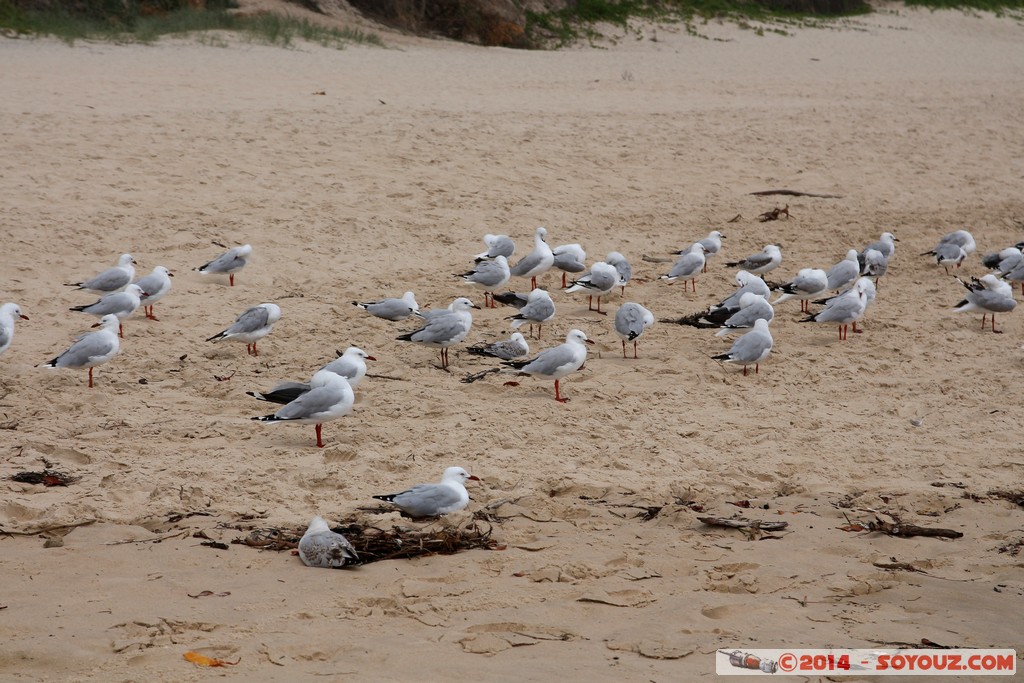 Surfers Paradise - Seagull
Mots-clés: AUS Australie geo:lat=-28.01302600 geo:lon=153.43324920 geotagged Queensland Surfers Paradise animals oiseau