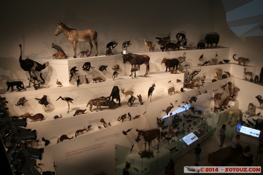 Melbourne Museum - Gallery
Mots-clés: AUS Australie Carlton geo:lat=-37.80336000 geo:lon=144.97293800 geotagged Victoria Melbourne Museum animals