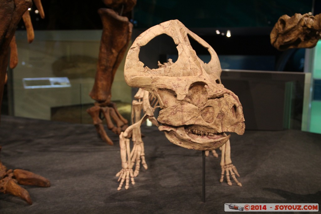 Melbourne Museum - Dinosaur skeleton
Mots-clés: AUS Australie Carlton geo:lat=-37.80325266 geo:lon=144.97119784 geotagged Victoria Melbourne Museum Dinosaure