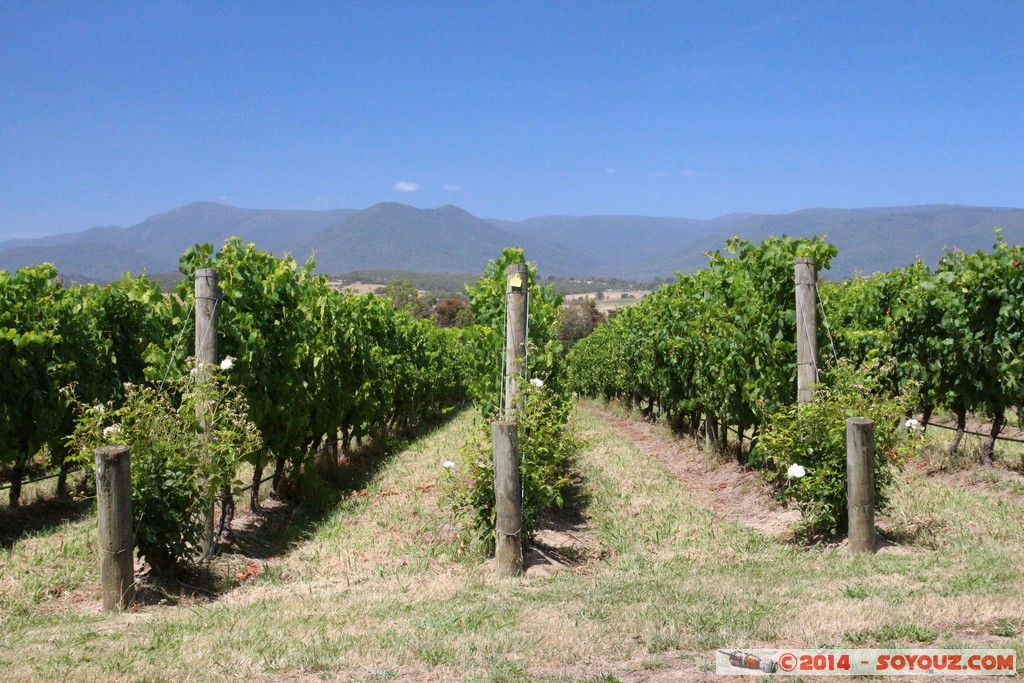 Yarra Valley - Domaine Chandon
Mots-clés: AUS Australie geo:lat=-37.68076277 geo:lon=145.43118368 geotagged Tarrawarra Victoria Yeringberg vignes