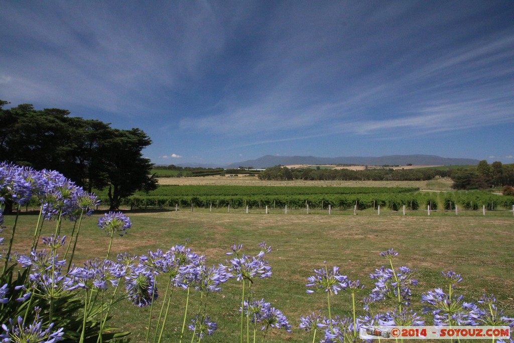 Yarra Valley - Yering Farm Wines
Mots-clés: AUS Australie geo:lat=-37.69738813 geo:lon=145.39077370 geotagged Victoria Yering fleur