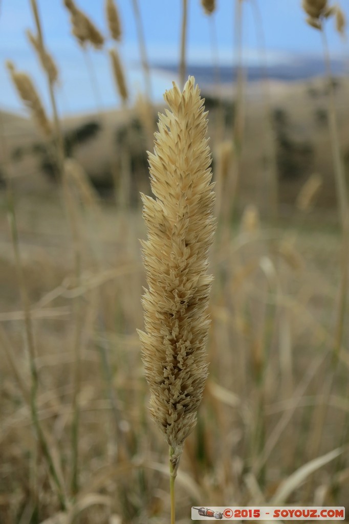 Myponga
Mots-clés: AUS Australie geo:lat=-35.37735918 geo:lon=138.44612366 geotagged Hindmarsh Tiers Myponga South Australia Fleurieu Peninsula plante